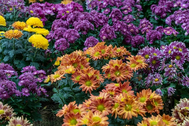 Tiro de ángulo alto de primer plano de flores de color naranja púrpura y amarillo con hojas verdes