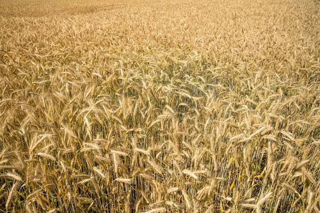 Tiro de ángulo alto de las ramas de trigo que crecen en el campo