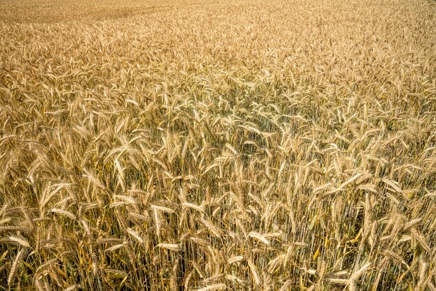 Tiro de ángulo alto de las ramas de trigo que crecen en el campo