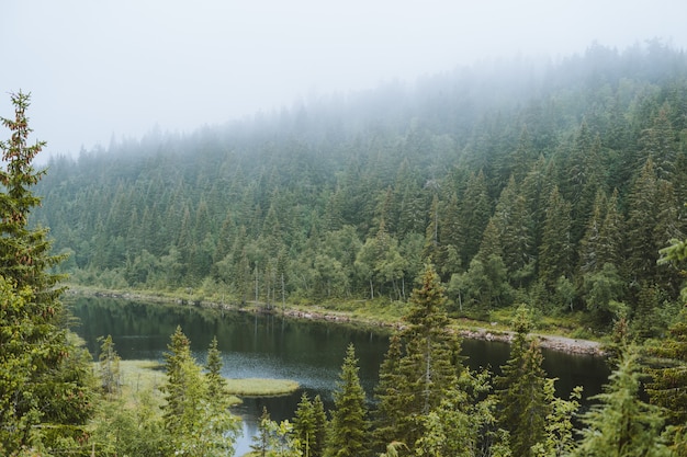 Tiro de ángulo alto de un río y árboles en un día brumoso