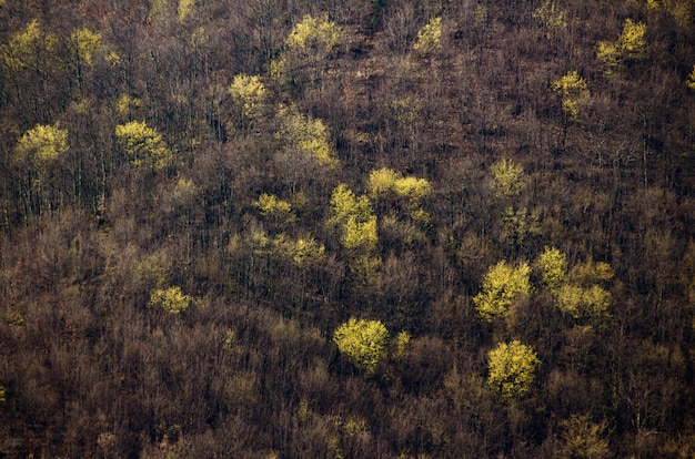 Foto gratuita tiro de ángulo alto de las texturas de los árboles del bosque en istria en croacia