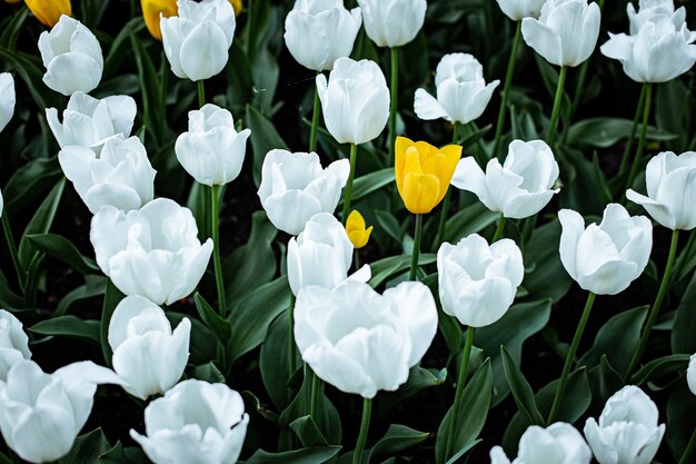 Tiro de ángulo alto de tulipanes blancos que florecen en un campo