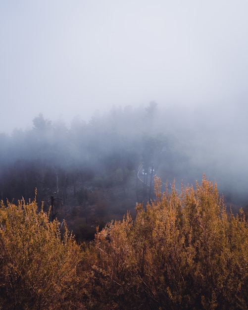 Tiro de ángulo alto vertical de árboles amarillos cubiertos por la niebla