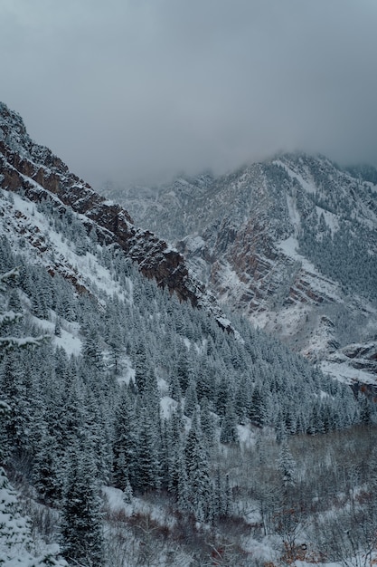 Tiro de ángulo alto vertical de un bosque de abetos en las montañas nevadas bajo el cielo gris oscuro