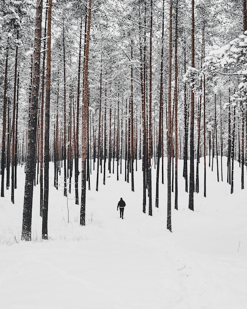 Tiro de ángulo alto vertical de una persona caminando en el bosque nevado con árboles altos