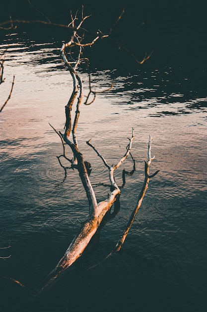 Tiro de ángulo alto vertical de un tronco de árbol roto en la superficie de un lago en calma