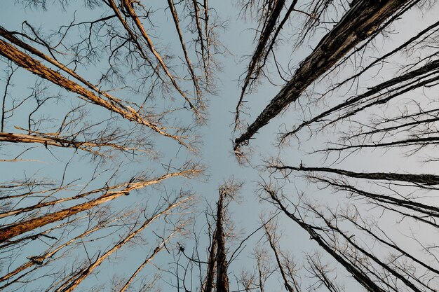 Tiro de ángulo bajo de altos árboles desnudos secos con el cielo gris en el