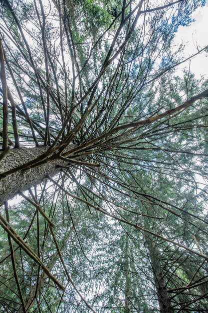 Tiro de ángulo bajo de un árbol alto con ramas y hojas verdes durante el día -perfecto para papel tapiz