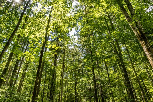 Tiro de ángulo bajo de árboles altos en el bosque en un día soleado