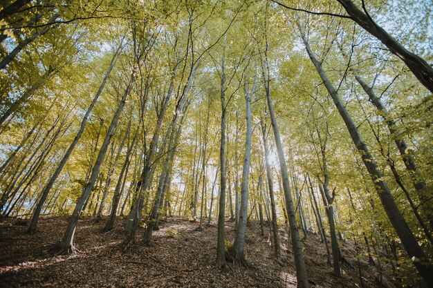 Tiro de ángulo bajo de árboles altos en el bosque bajo la luz del sol