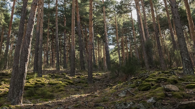 Tiro de ángulo bajo de árboles altos en el bosque