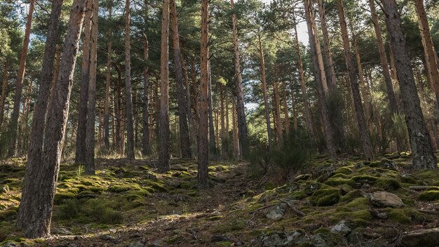 Tiro de ángulo bajo de árboles altos en el bosque