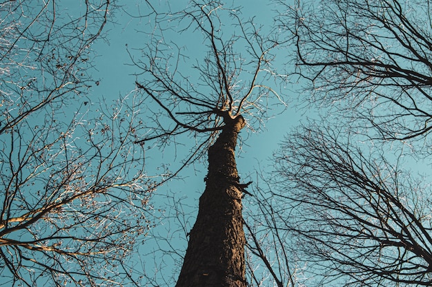 Foto gratuita tiro de ángulo bajo de árboles altos contra un cielo azul durante el día