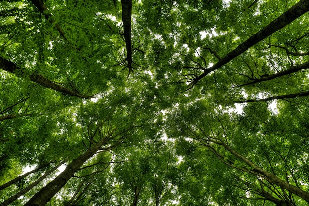Foto gratuita tiro de ángulo bajo de árboles altos en un hermoso bosque verde