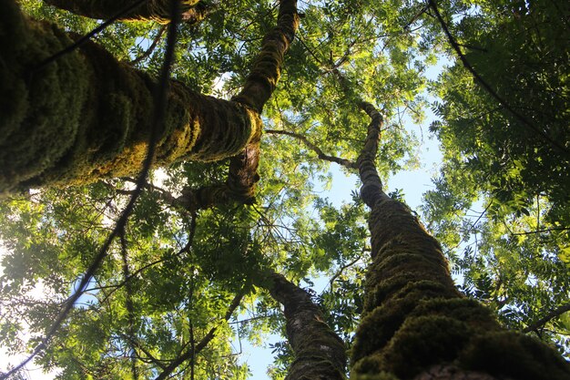 Tiro de ángulo bajo de árboles altos con hojas verdes bajo el cielo despejado