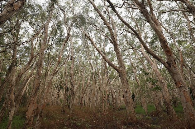 Tiro de ángulo bajo de árboles altos medio desnudos en un bosque