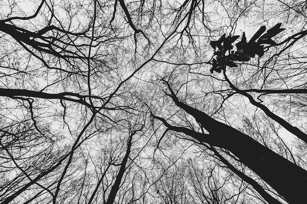 Tiro de ángulo bajo de árboles en el bosque durante el día