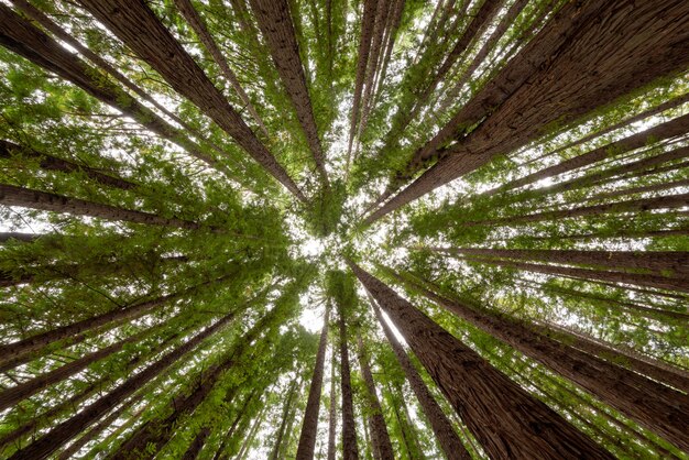 Tiro de ángulo bajo de los árboles en un bosque de secoyas