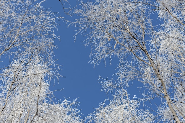 Tiro de ángulo bajo de árboles cubiertos de nieve con un cielo azul claro