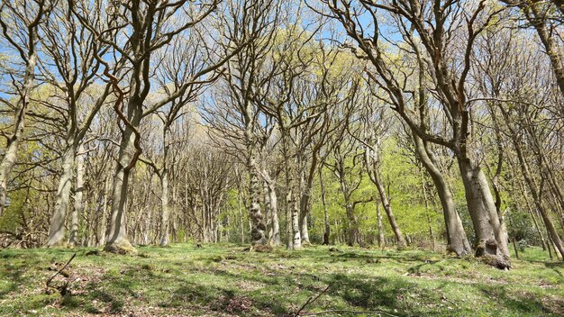 Tiro de ángulo bajo de árboles desnudos durante la primavera en un día soleado