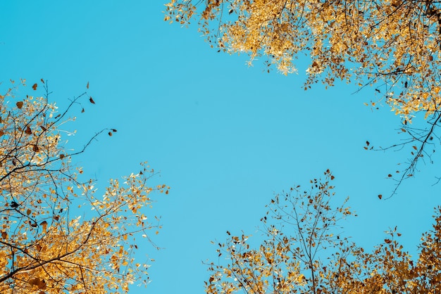 Tiro de ángulo bajo de árboles de hojas amarillas con un cielo azul de fondo