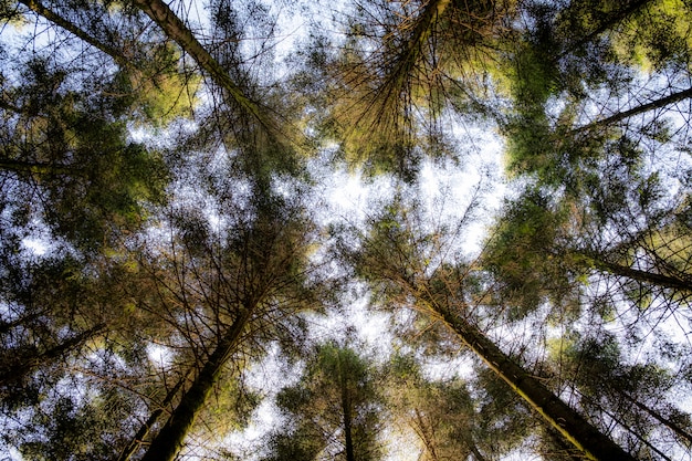 Tiro de ángulo bajo de árboles de hojas verdes con un cielo blanco en el fondo durante el día