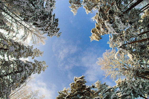 Tiro de ángulo bajo de árboles nevados en el bosque en un día claro