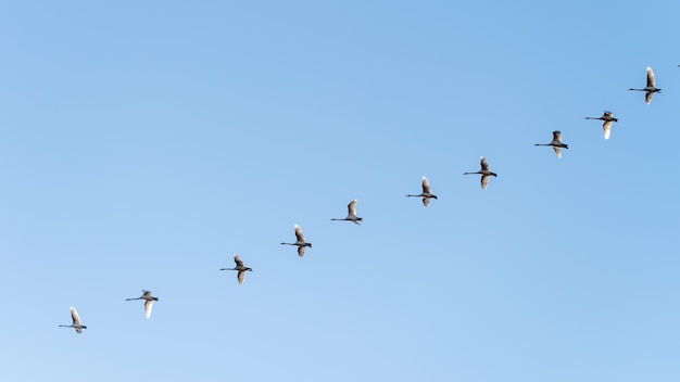 Tiro de ángulo bajo de una bandada de pájaros volando bajo un cielo azul claro