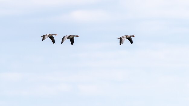 Tiro de ángulo bajo de una bandada de pájaros volando bajo un cielo azul claro