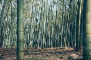 Foto gratuita tiro de ángulo bajo del bosque de bambú sagano