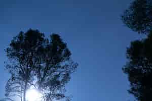 Foto gratuita tiro de ángulo bajo en el bosque con cielo estrellado