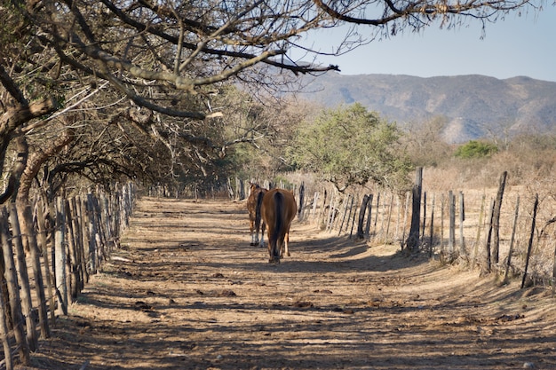 Tiro de ángulo bajo de caballos en un campo