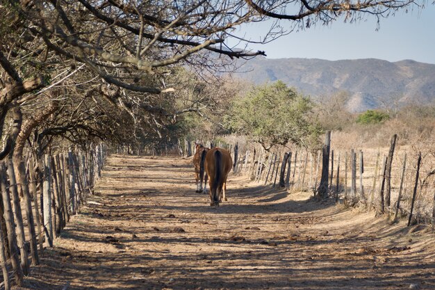 Tiro de ángulo bajo de caballos en un campo