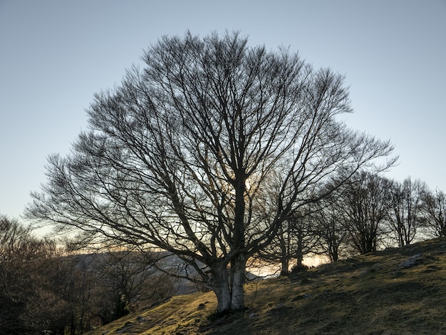 Foto gratuita tiro de ángulo bajo de un campo en una colina llena de árboles desnudos bajo el cielo despejado