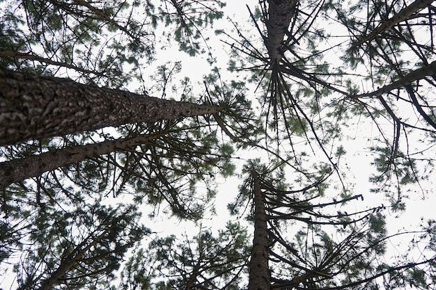 Tiro de ángulo bajo de un denso bosque con muchos árboles altos