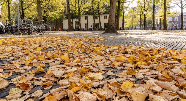 Tiro de ángulo bajo de un edificio junto a un conjunto de bicicletas rodeado de árboles y hojas secas