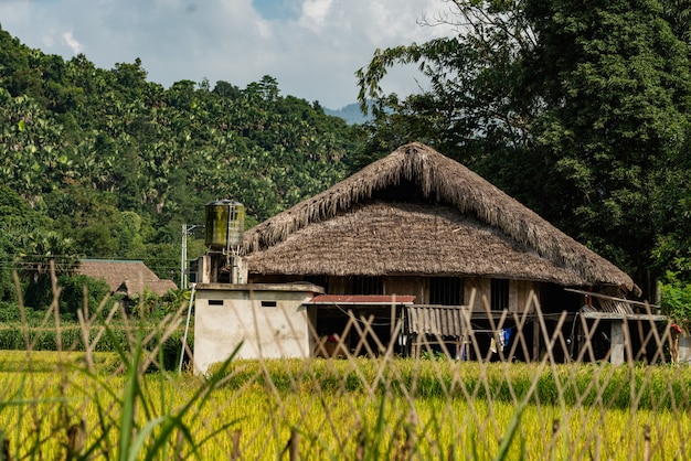 Tiro de ángulo bajo de un edificio de madera en un bosque de árboles en Vietnam bajo el cielo nublado