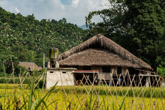 Tiro de ángulo bajo de un edificio de madera en un bosque de árboles en Vietnam bajo el cielo nublado