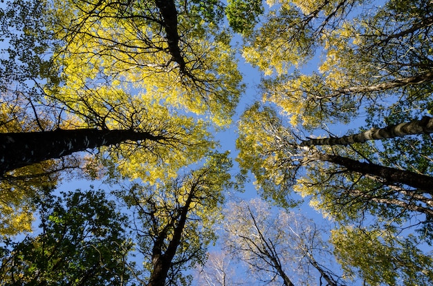 Tiro de ángulo bajo de las flores altas contra el cielo azul en un día soleado