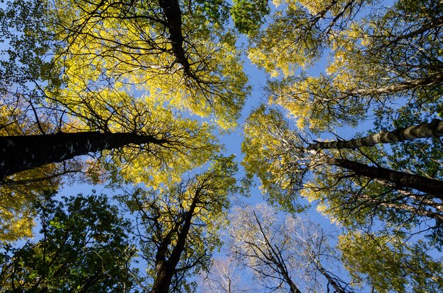 Tiro de ángulo bajo de las flores altas contra el cielo azul en un día soleado