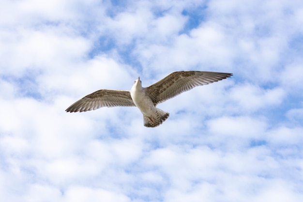 Tiro de ángulo bajo de una gaviota de patas amarillas volando con el cielo nublado en el fondo