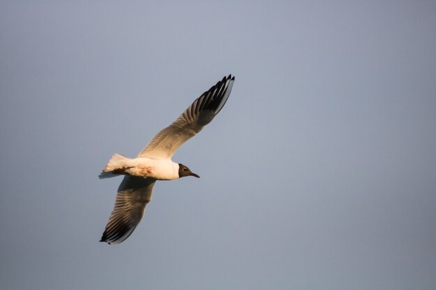 Tiro de ángulo bajo de una gaviota risueña vuela en el cielo