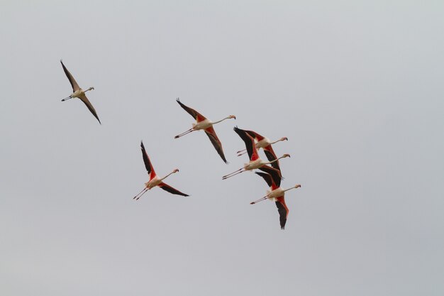 Tiro de ángulo bajo de una hermosa bandada de flamencos con alas rojas volando juntos en el cielo despejado