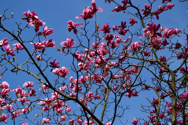 Tiro de ángulo bajo de hermosas flores florecidas de pétalos de rosa en un árbol bajo el hermoso cielo azul