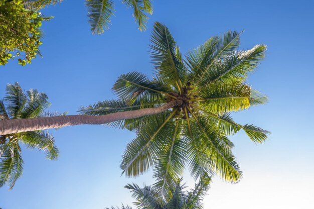 Tiro de ángulo bajo de hermosas palmeras tropicales bajo el cielo soleado