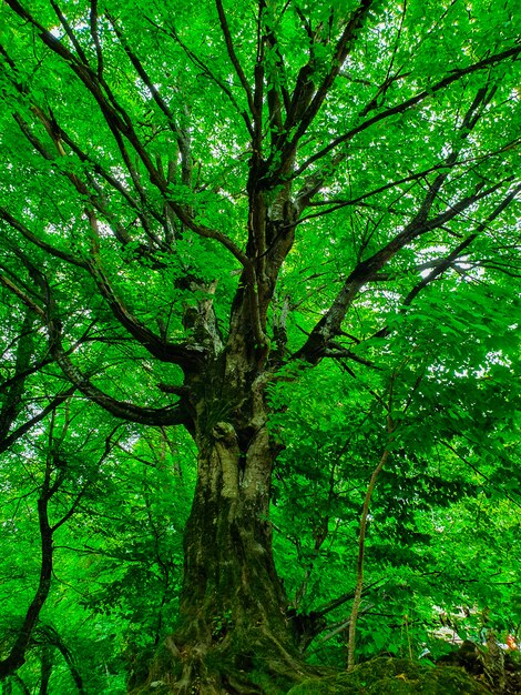 Tiro de ángulo bajo de un hermoso árbol alto grande en un bosque con hojas y ramas gruesas