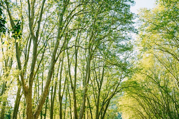 Tiro de ángulo bajo de los hermosos árboles verdes en un bosque