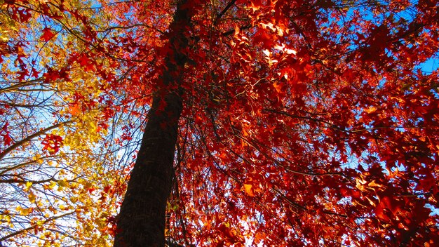 Tiro de ángulo bajo de hojas rojas de otoño en un árbol