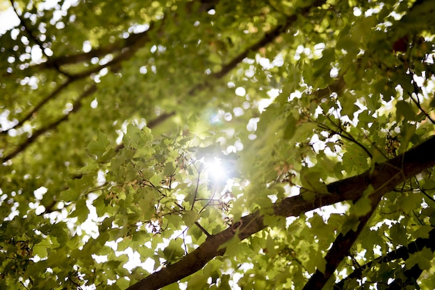 Tiro de ángulo bajo de hojas verdes con el sol brillando a través de las ramas