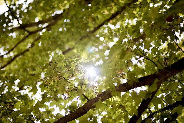 Tiro de ángulo bajo de hojas verdes con el sol brillando a través de las ramas